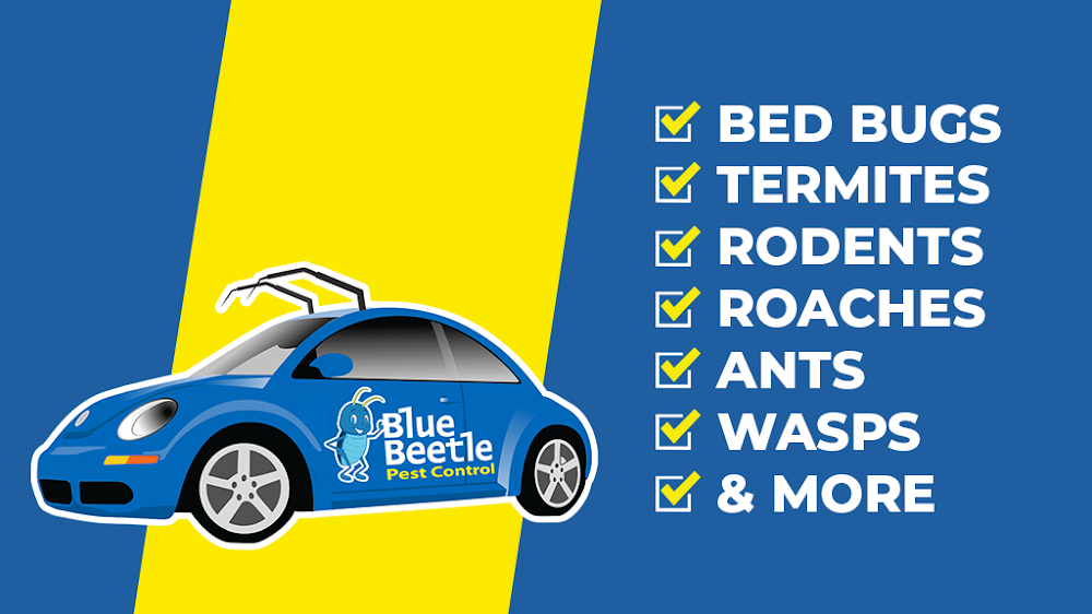 Blue Beetle Pest Control